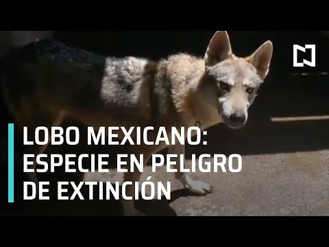 Lobo mexicano, especie en peligro de extinción - Las Noticias