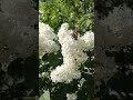 Цветущие дерево май 2026