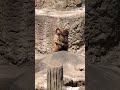 🐵ベビーパンチくん 大喧嘩の後でとても怖がってしまった…|2026年5月10 #babymonkey