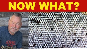 Beekeeping: Being Able To Identify Strange Looking Frames