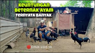 Keuntungan beternak ayam lumayan banyak