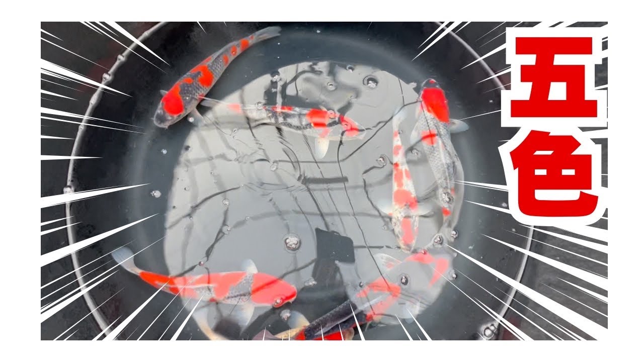 【錦鯉通販】五色など...錦鯉販売#koifish