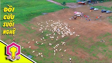 Cánh Đồng Cừu Suối Nghệ Bà Rịa Vũng Tàu | Quang Thành Vlogs
