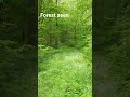 forest seen. Discovery of world and amazing. #shorts #youtubeshorts