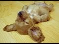 How to Teach Your Dog How to Play Dead and to Shake / High Five How to Teach Your Dog How to Play Dead and to Shake / High Five