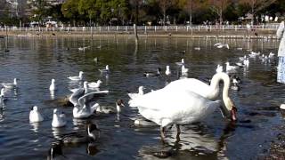 白鳥とユリカモメのいる風景　手賀沼公園