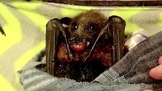 Juvenile flyingfox first night in care:  this is Pelican