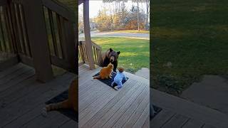 Brave Cat Saves Baby From A Bear