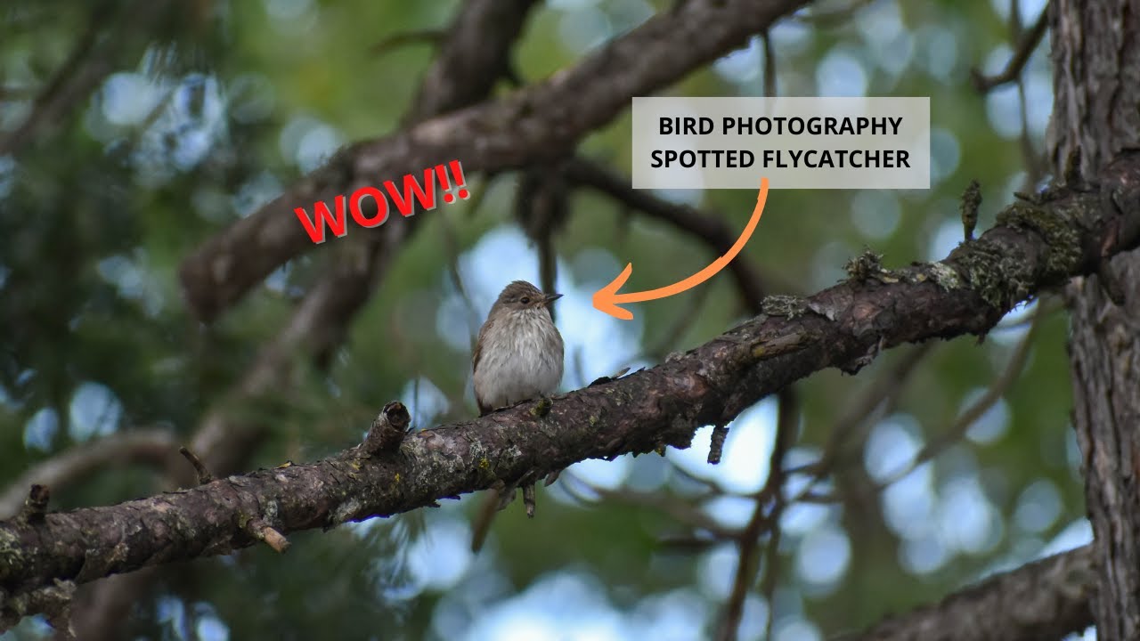 Spotted flycatcher Σταχτομυγοχάφτης (Muscicapa striata) //BIRD