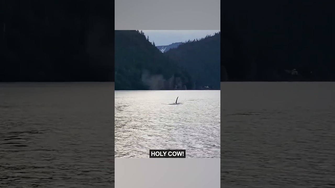 Otter Takes On an Orca (PART 1)