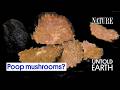 Understanding Truffles and Their Ecological Role