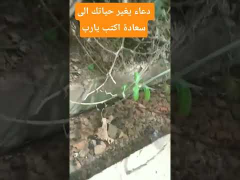 هاد الدعاء من قاله يغير حياته الى سعادة  اللهم آمين الرزق الحلال