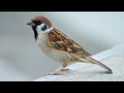 Video: Slik beskytter du kjæledyr fra bilmotorvæsker