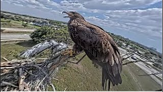 SWFL Eagles ~ Is This Goodbye E23? My Last Coverage Of E23 Visiting Nest  Before Flying Off  5.3.24