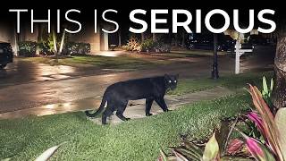 Wild Black Panthers Are Appearing Across Florida And Scientists Have No Explanation