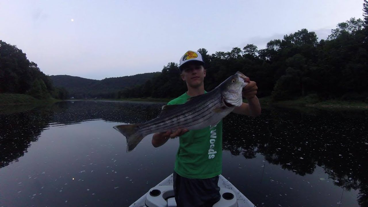 BIG STRIPED BASS FROM THE DELAWARE RIVER!!! YouTube