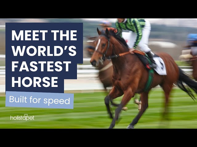 Fastest Horse In The World Top Speed
