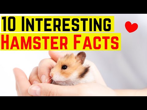 10-interesting-hamsters-facts-♥️