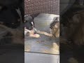 Never a dull moment with these two! #cat #dog #cute #thatescalatedquickly #shorts #catboxing #funny