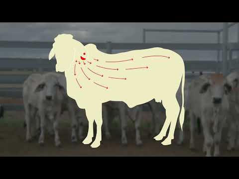 Video: Pipirinė „karvės ausis“: aprašymas. Karvės ausies pipirai: apžvalgos