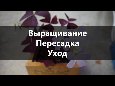 Уход и Выращивание КИСЛИЦЫ Комнатной в Домашних Условиях