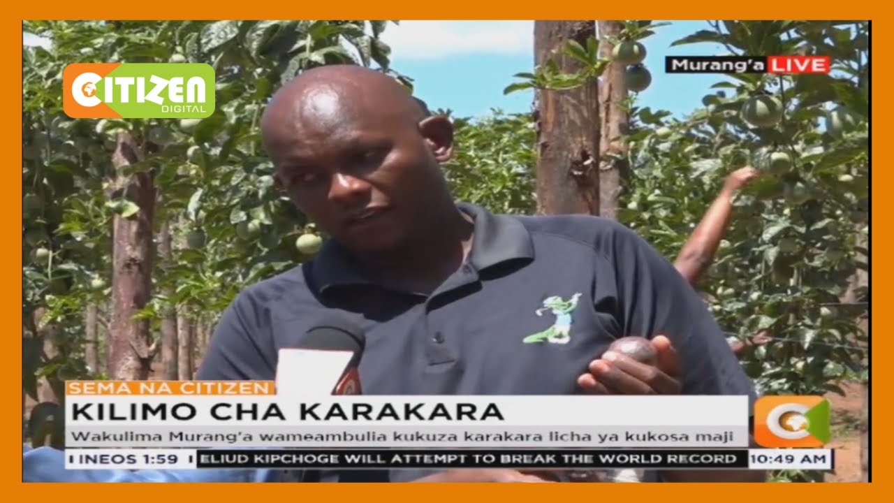 citizen tv live stream kenya Kilimo cha karakara Murang'a