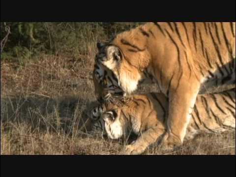 yaponka isin na dace vnutr