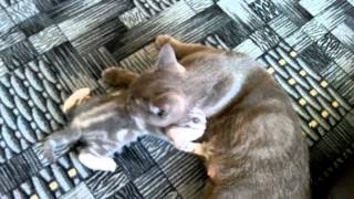 Cat Assassin (Коварный Котенок) Cat Assassin (Коварный Котенок)