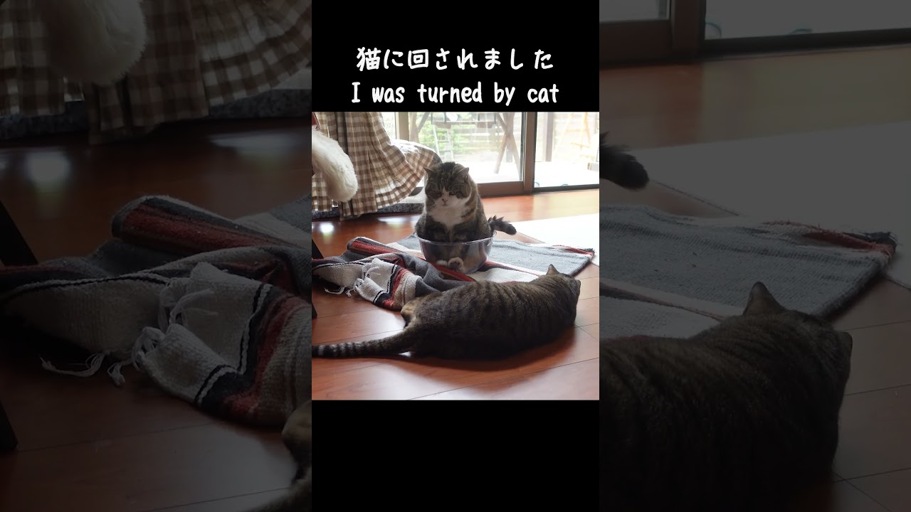 猫に回されるねこ。 #Shorts | 私信 まるです。