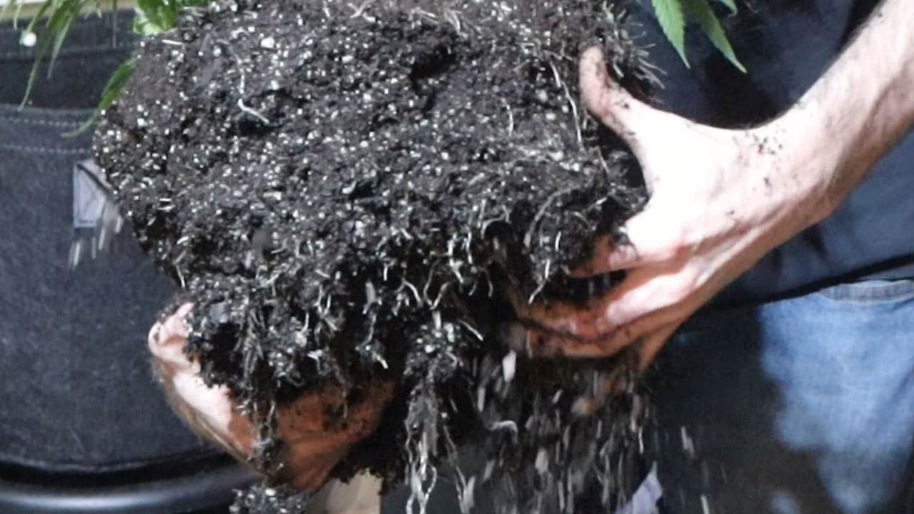 Root busting with Hairy cola