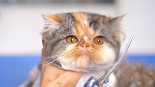 A 5monthold kitten getting groomed for the first time because of fleas.✂❤ So lovely!