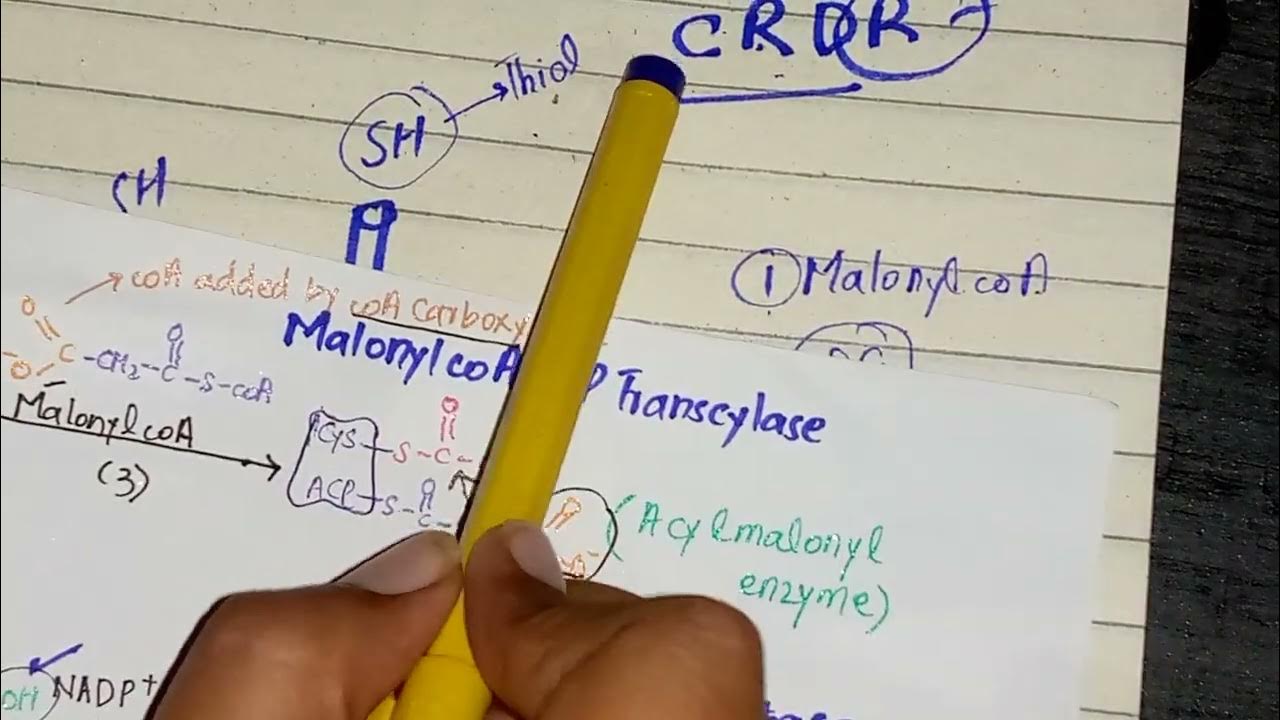 Fatty Acid Synthesis Part 3 Palmitate Formation In Urdu hindi YouTube fatty-acid-synthesis-part-3-palmitate-formation-in-urdu-hindi-youtube