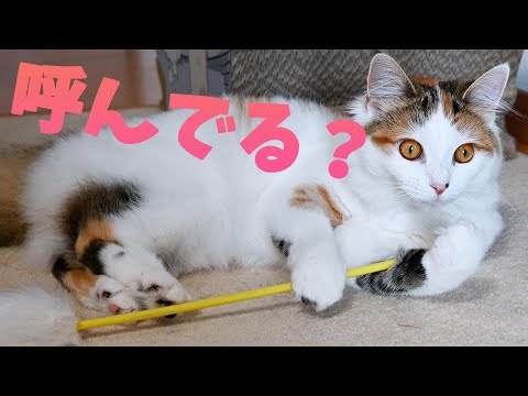 サイベリアンとラグドールのかわいい遊び!メインクーンはずっと飼い主を呼んでいます。今日もみんな仲良し!