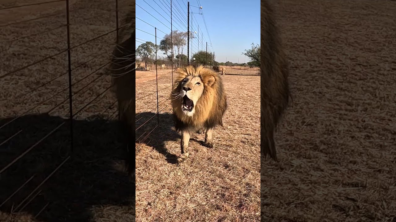 Crazy LION Roar Sounds Like A Dinosaur Cat Wildlife