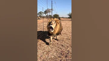 Crazy LION Roar Sounds Like A Dinosaur Cat Wildlife Dinosaur 
