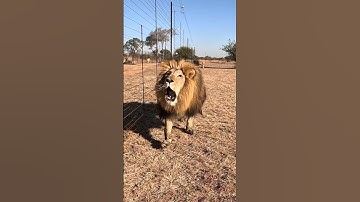 Thumbnail of Crazy LION Roar Sounds like a Dinosaur! #cat #wildlife #dinosaur