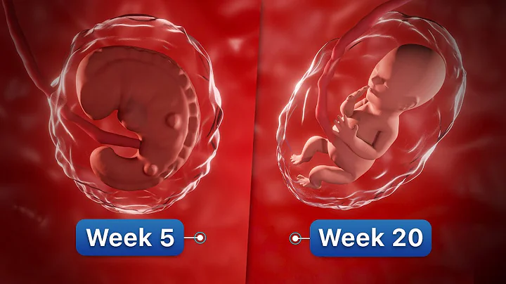 9 Months In The Womb | Pregnancy Week-By-Week - DayDayNews