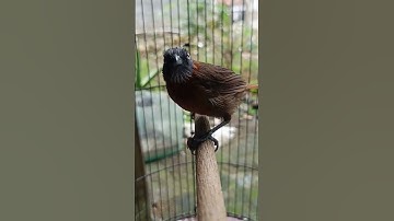 Cara menjinakkan burung Tepus kepala abu #kicaumania #kicaumanianusantara #tepuskepalaabu #shorts