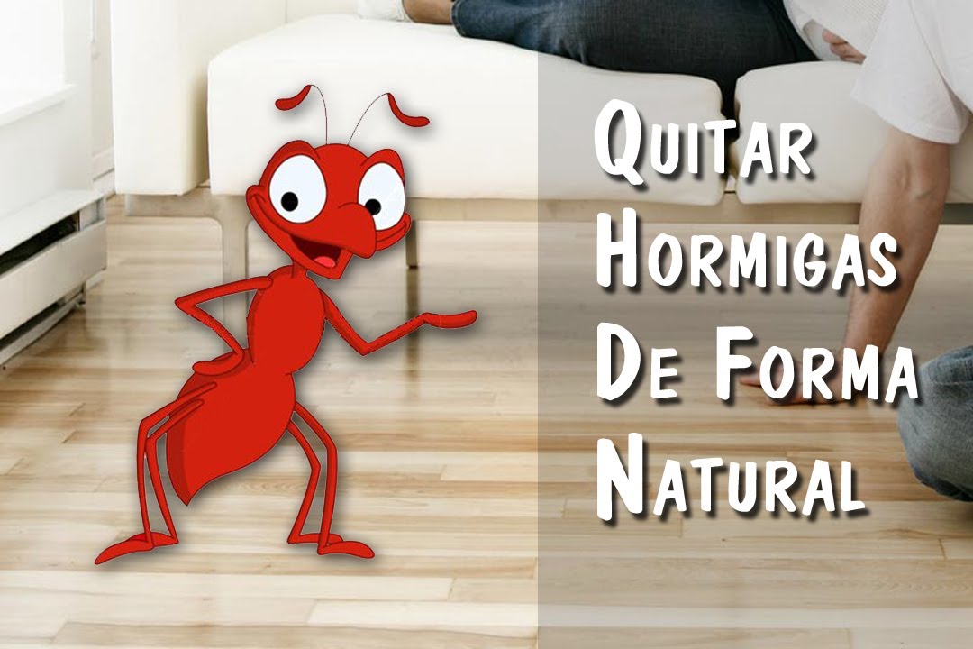 ¿Cómo controlar plagas de hormiga?