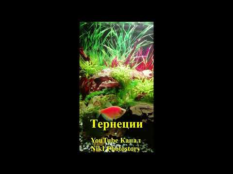 АКВАРИУМНЫЕ РЫБКИ. ТЕРНЕЦИИ ГЛОФИШ GloFish 🐟🦐Совместимость с другими рыбками и креветками.