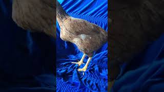 Olha a fofinha visitando o 🌽