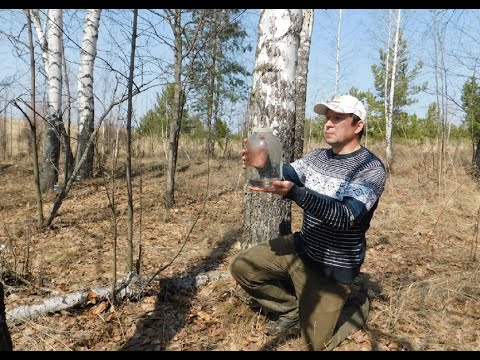 Набираем берёзовый сок ПРАВИЛЬНО! ЛУЧШИЙ МЕТОД!