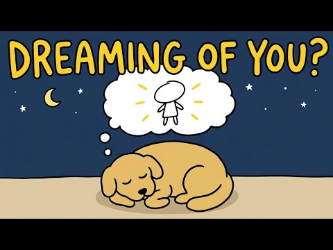 Do Animals Dream About You?