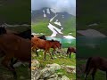الخيول البرية في كازاخستان