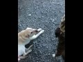 Peter Bjorn John and Dogs (1 of 2)