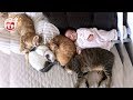 Funny Cats Protecting Babies - 👶😺 playing together - Cute Babies and Cats