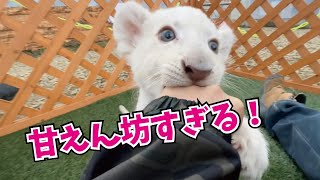 おねだりするホワイトライオンの赤ちゃんが甘えん坊すぎる！