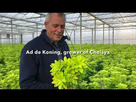 Hilverda De Boer -  Ad de Koning Choisya grower visit