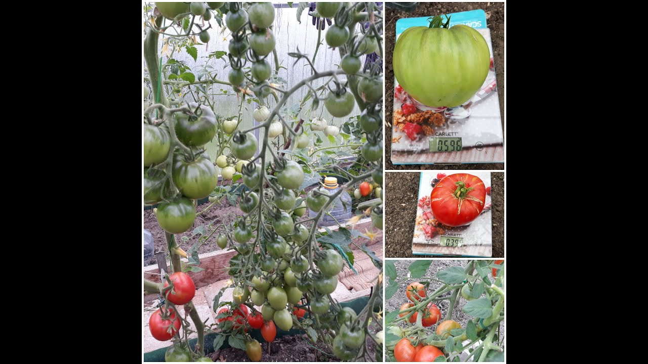 Грядка с томатами в открытом грунте