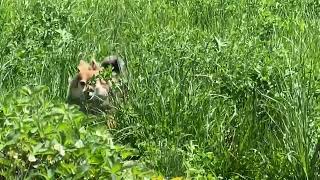 Czar In The Tall Grass by Czar and Sox  156 views 11 months ago 20 seconds
